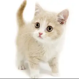 ブリティッシュショートヘア