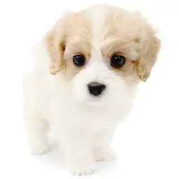 MIX（キャバリアキングチャールズスパニエル×ビションフリーゼ）