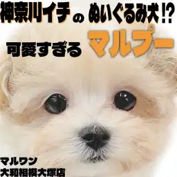 【 マルプー 】神奈川イチのぬいぐるみ犬！？大人気MIXの中でも圧倒的なルックス