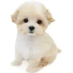 MIX（マルチーズ×トイプードル）