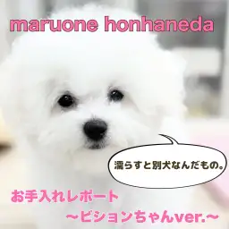 【 ビションフリーゼ 】思いっきり白さを楽しみたい方！涙やけもない純白BOY！