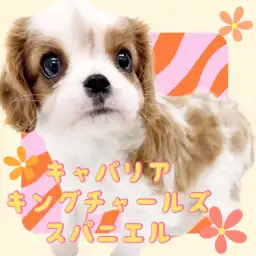 【 キャバリア 】愛嬌満点！大人気キャバリアのあらゆる魅力を徹底解説します！