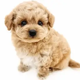 MIX（チワワ×トイプードル）