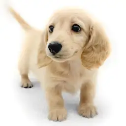 カニンヘン・ダックスフント