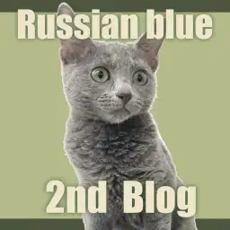 【 ロシアンブルー 】気品をまとったモデルボーイ！生後5ヶ月を迎えるロシちゃん！