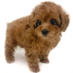 トイ・プードル