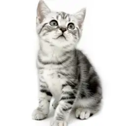 アメリカンショートヘア