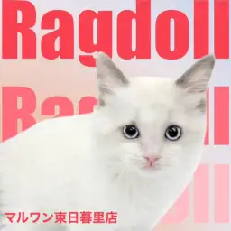 【 ラグドール 】大型猫の碧眼美少女はいつでも抱っこをご所望です！