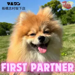 【 ファーストパートナー 】マルワン志村坂下店のスタッフ小林の愛犬物語!