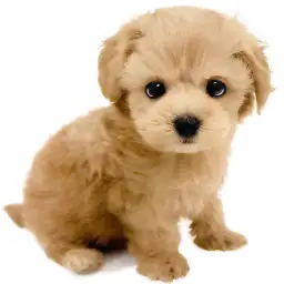 MIX（マルチーズ×トイプードル）