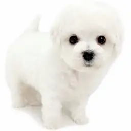 ビションフリーゼ