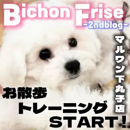 【 ビションフリーゼ 】お迎えのしやすさ倍増！お散歩デビュー間近の2ndブログ！