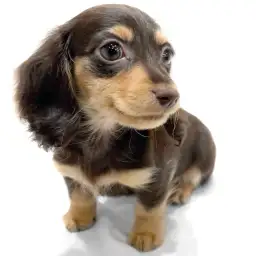 ミニチュア・ダックスフント