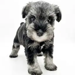 ミニチュア・シュナウザー