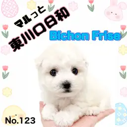 【 マルっと東川口日和No.123 】爽やかな純白の癒し系ビションちゃんが仲間入り