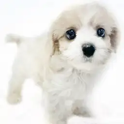 MIX（キャバリアキングチャールズスパニエル×ビションフリーゼ）