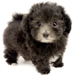 MIX（マルチーズ×トイプードル）