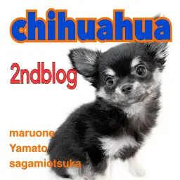 【 チワワ 】生後3ヶ月を迎えどんどん可愛いらしさが溢れ出すチワワちゃんの魅力