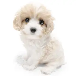 MIX（キャバリアキングチャールズスパニエル×ビションフリーゼ）