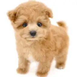 MIX（マルチーズ×トイプードル）