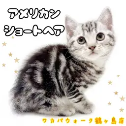 【 アメリカンショートヘア 】猫ちゃんと沢山触れ合いたい方に超！オススメな男の子