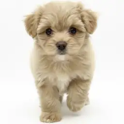 MIX（マルチーズ×トイプードル）