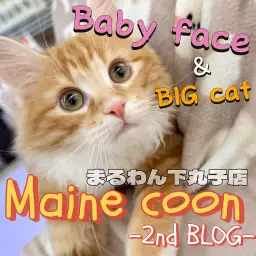 【 メインクーン 】顔つきは大人っぽく体はゴージャスになってきた美猫の成長日記