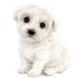 ビションフリーゼ