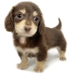 カニンヘン・ダックスフント