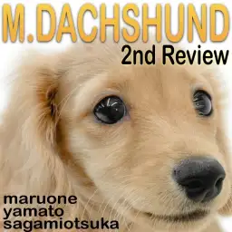 【 ミニチュアダックスフント 】変わらない可愛さと増す魅力！生後3ヶ月の成長記