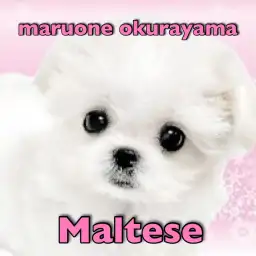 【 マルチーズ 】アニメの世界からやってきた！純白ボディのプリンス！