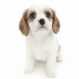 キャバリア・キングチャールズ・スパニエル