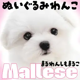 【 マルチーズ 】抱きしめたくなる愛くるしい容姿と穏やかで甘え上手な性格の女の子