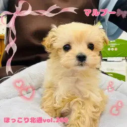 【 ほっこり北通vol.260 】短いマズルで小顔の癒し系マルプーちゃんが入店！