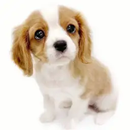 キャバリア・キングチャールズ・スパニエル
