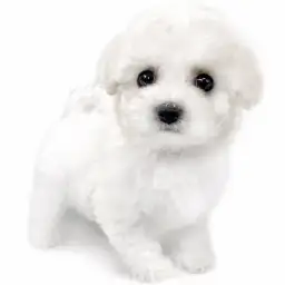 ビションフリーゼ