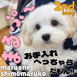 【 MIX 】愛らしいルックス健在！落ち着きと賢さが伝わるマルプーの成長日記