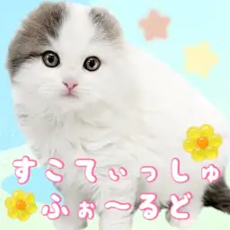 【 スコティッシュフォールド 】希少尽くしの美男子！性格が良すぎる激甘にゃんこ！