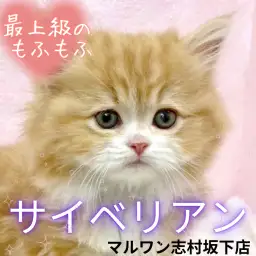 【 サイベリアン 】プレミアム要素が詰まったサイベリアンくんが志村坂下店に襲来！