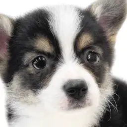 【 コーギー 】胴長短足むちむちボディの癒し系男子!希少なレアカラーにも注目!