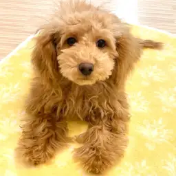 【 トイプードル 】次から次へと難関クリア！超賢い生後4ヶ月の成長をご覧あれ！