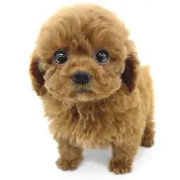 トイ・プードル