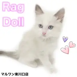 【 ラグドール 】ふんわり優しい女の子が仲間入り！癒しの表情に心奪われます！