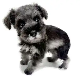 ミニチュア・シュナウザー