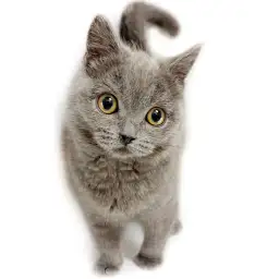 ブリティッシュショートヘア