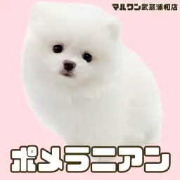 【 ポメラニアン 】プレミアム認定のたぬき顔が可愛いホワイトカラーの男の子