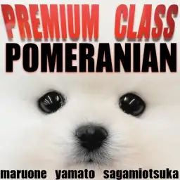 【 ポメラニアン 】圧倒的な愛らしさを持つ白たぬきポメはプレミアム認定の子犬!