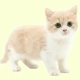 【 サイベリアン 】抜群に可愛いお顔！甘えん坊なクリーム&ホワイトの男の子