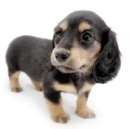 ミニチュア・ダックスフント