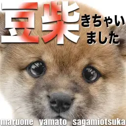 【 豆柴 】身体は超小柄!可愛すぎる顔と愛らしい仕草の魅力は絶大な生後2ヶ月の姿